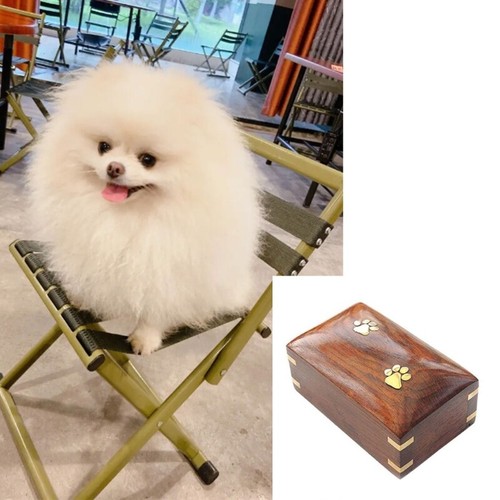 Pet Urn for Ashes Pet Ashes Box with Cute Claws Print Ashes Box Funeral Urn - 第 5/8 張圖片
