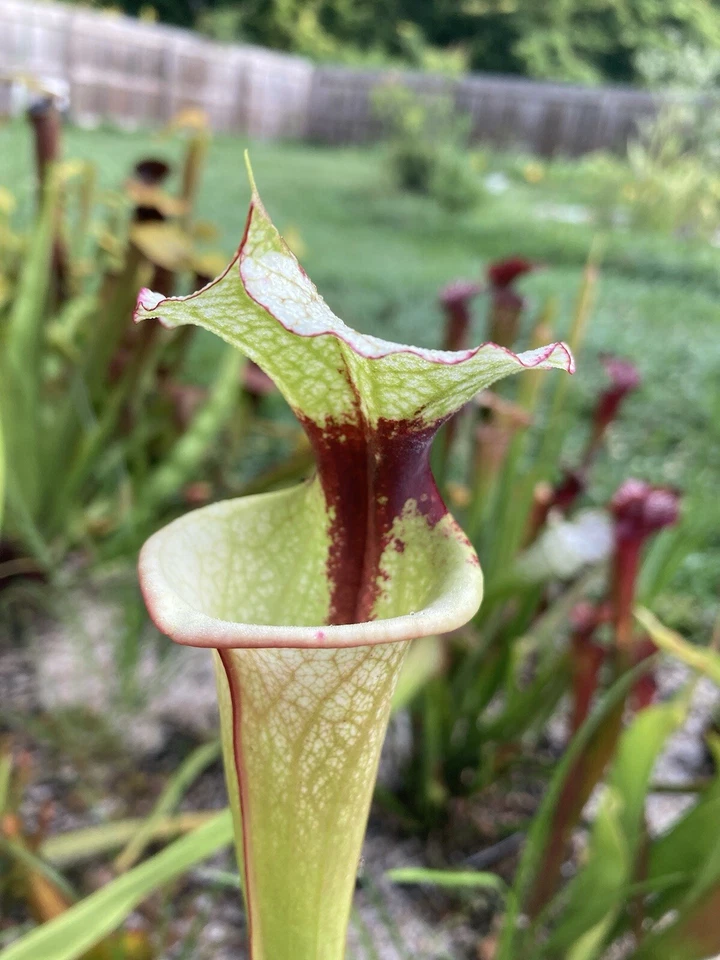 2024 Sarracenia Seed: Legacy x White Knight - Image 3 of 4