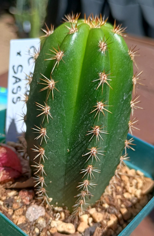 Echinopsis 'CCscop-x-SASS'  FAT Notchy Rooted Premium Hybrid Yearling Cactus