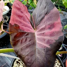 Colocasia Live Bulb Pink Vila Tuber New Hybrid + Phytosanitary Certificate