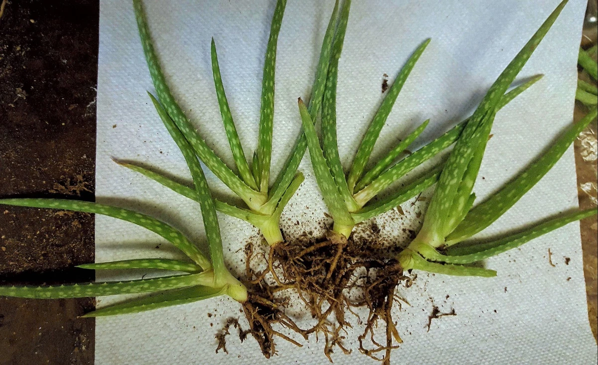 Aloe Vera Aloe Cactis&Succulents for sale | eBay