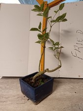 bonsai frêne en pot pour arbre ou bonsai très bien enraciné