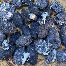 Sterilized 5 SMALL Owl Pellets Castings for Dissection Rodent Bones Skulls