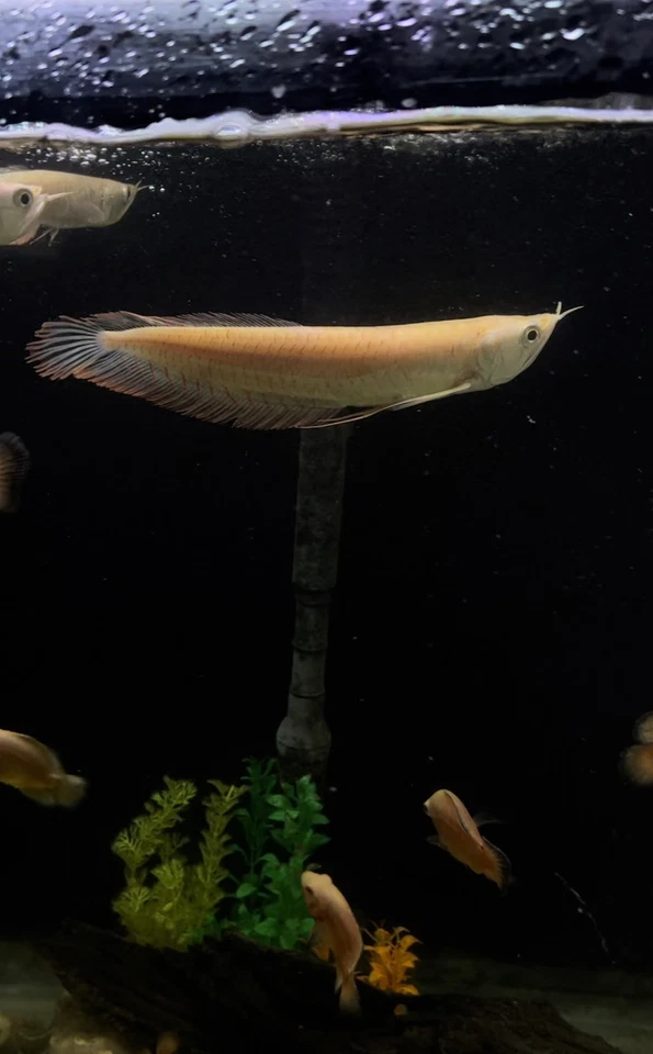 XL 11” Banana Arowana  Foto 3 de 3