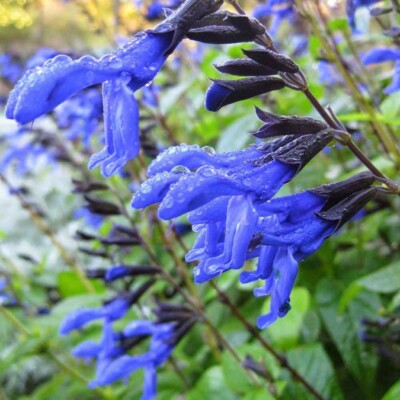 Salvia 'Black and Blue' - Tender Perennial - Live Starter Plant-FREE SHIPPING!!!