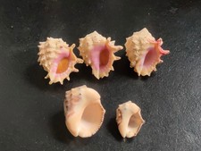 Conchiglia Shell Lotto MURICIDAE DRUPA RUBUSIDAEUS  + PURPURA BUFO  set 5 pezzi