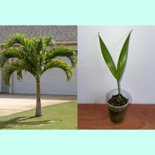 Adonidia merrillii - Christmas Palm (6”–8” Tall  palma de Manila palmera kerpis