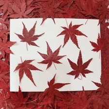 12PCS Real Pressed Dried Dyed Red Maple Leaves for art Craft FHT28