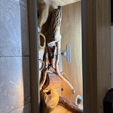 VivExotic Repti-Home Medium Vivarium 90x45cm ? Complete Gecko Setup (collection)