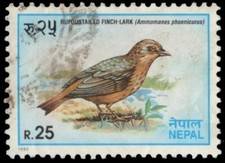NEPAL 510 - Rufous-tailed Finch Lark (pf32497)