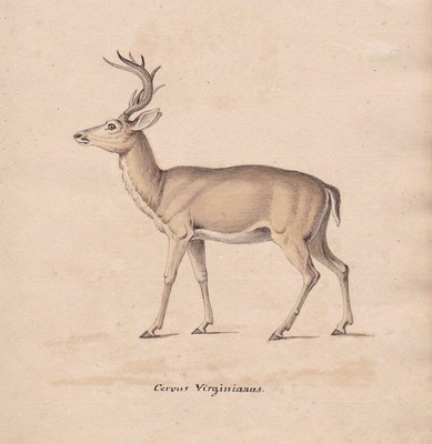 Hirsch Weißwedelhirsch virginia deer cerf original Aquarell watercolor drawing