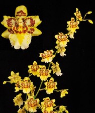 Nohacidium Parquet 'Uptown Girl'  Orchid Plant Shipped in 2.5" Pot