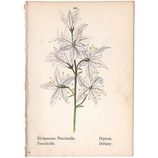1879 antique botanical print hand-colored lithograph 105 Dittany