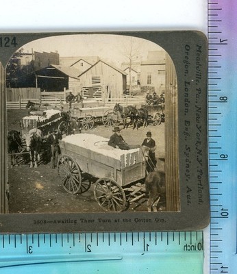 Awaiting Their Turn at the Cotton Gin Occupational Keystone Stereoview