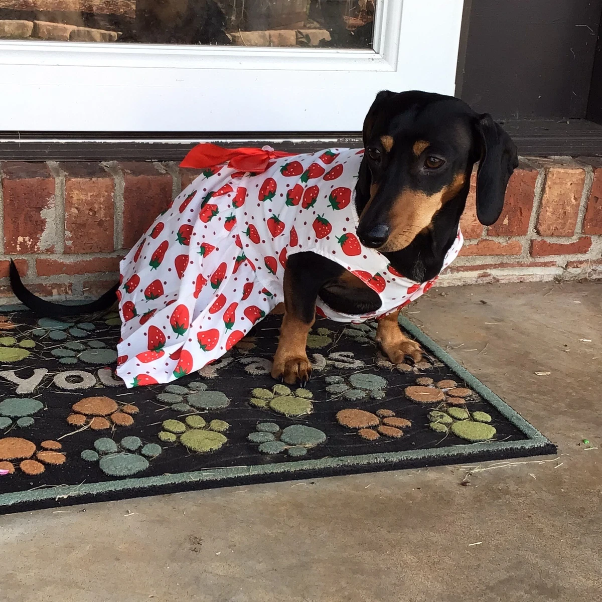 fashion nova cocktail dress Summer Chiffon Dress for Dog main image 0