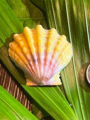 Sunrise Shell , Langford's Pecten O ahu Hawaii Beautiful Sunrise Shells #A6