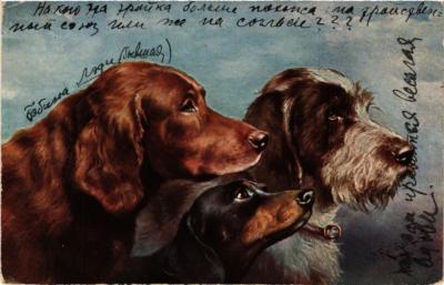 CPA AK Irish Setter Dackel Griffon DOGS (727462)