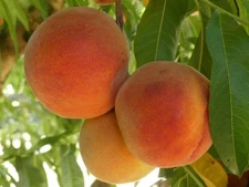 Contender Peach Grafted Fruit Tree Barew-root