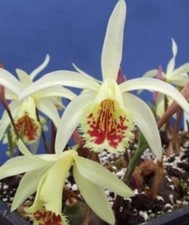 Pleione (Himalayan/Windowsill Orchid) Shantung ?Ducat? 4 X Bulbils