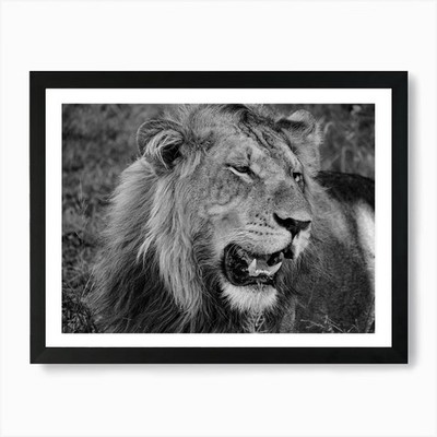 Lion Close Up Black And White Art P Framed Wall Art Poster Canvas Print Picture