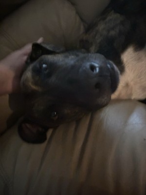 Absolutely Nothing But Please Buy So My Dog Can Get Some Treats