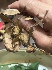 Materiale entomologico "Extatosoma tiaratum" set da 10 pezzi