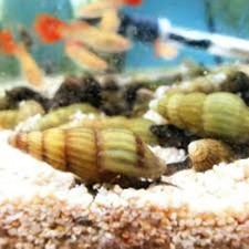 20 Small Baby Assassin Snails Freshwater Tank Raised FREE SHIPPING