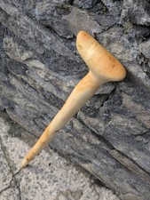 Fine Birch Cane Mini Derby Handle Shillelagh Walking Stick Sweet Chariot 