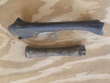 Fossilized Bison Bones