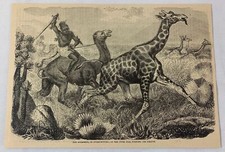 1885 magazine engraving ~ AGGAGEERS ON THE UPPER NILE PURSUING THE GIRAFFE