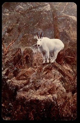 Postcard Mountain Goat on Rocky Crags, Sandpoint, Idaho