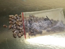 Very Small Drilled Shells Dark Browns For Jewlery Or Crafts Approximately 1.1 Oz