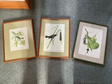 Three Framed James Audubon Bird Prints