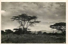 Kenya - Des girafes - Photographe C. Zagourski nÂ°193