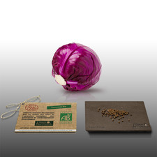 100 graines Bio à semer - LGA Graines - CHOU Rouge Gros - Certifié AB