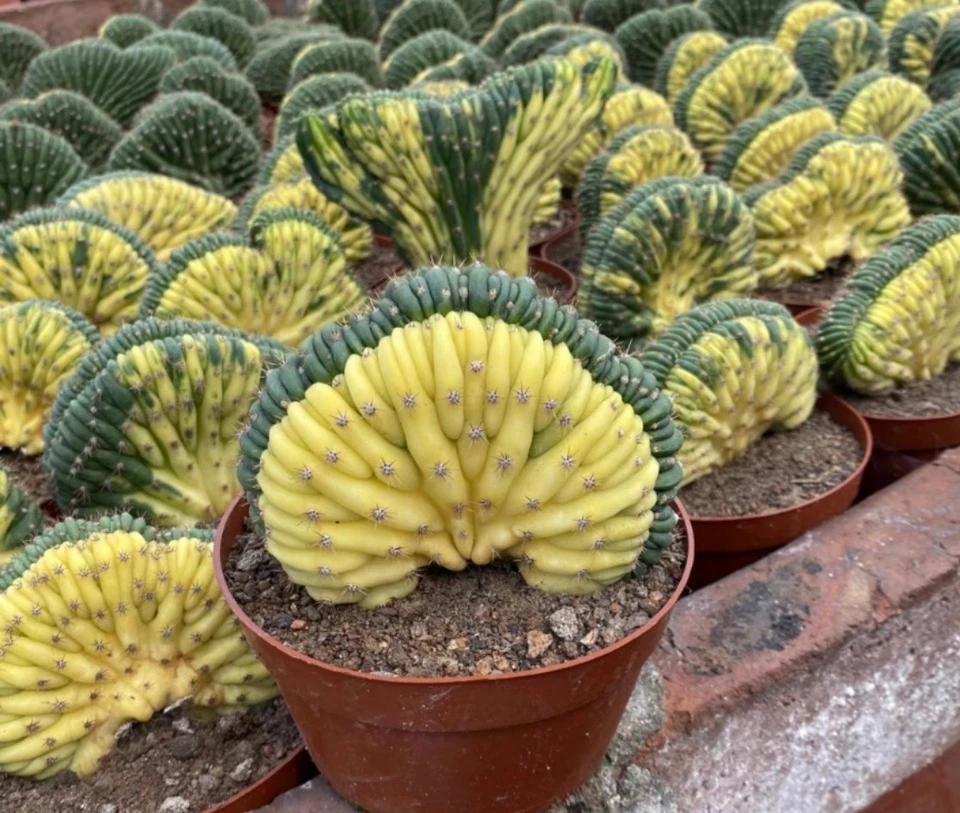 Rare Cacti SucculentLive CactusT.P Cristata Variegated 1/3/10PCS - Photo 1/3