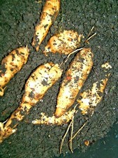 6 JERUSALEM ARTICHOKE TUBERS SUNROOT SUNCHOKE EARTH APPLE GIRASOLE FUSEAU SCREEN