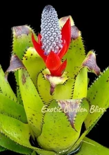 🔥 Exotic & Rare Aechmea Triangualris – BIG Offset 🌿