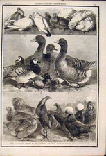 Old Antique Print Poultry Pigeons Birmingham Exibition Harrison Weir 1861 19th