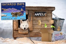 1995 Alaska Iditarod Days Pin - Wasilla AK - Musher with dogs in mountain scene