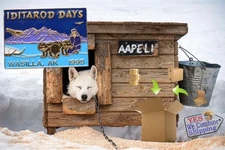 1995 Alaska Iditarod Days Pin - Wasilla AK - Musher with dogs in mountain scene