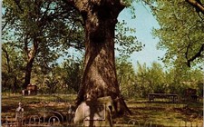 Historic Council Oak Council Oaks Park Dardanelle Arkansas Chrome Postcard