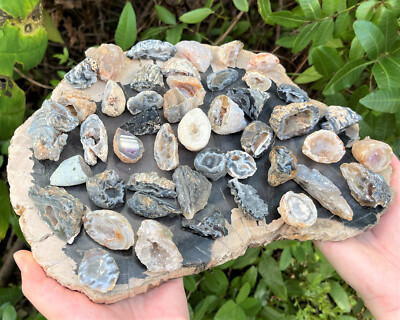 2 lb Natural Oco Agate Geodes: 'B' Grade Brazilian Crystal Druze Halves Bulk Lot