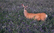 SeedRanch Alfalfa Deer Food Plot Seed  25 Lbs. (Coverage 0.9 Acre)