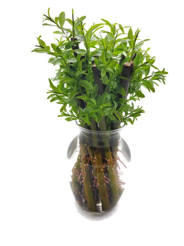 50 esquejes de cortavientos híbridos de sauce de crecimiento rápido Austree Ready2root Foto 3 de 4