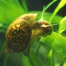 bladder snails, use as tank cleaner, great feeder for turtles, puffers, loaches