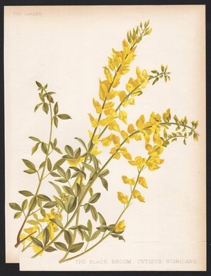 Cytisus nigricans Geißklee black broom Klee flower botanical Litho Robinson 1887
