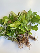 Tofu's Tanks Assorted Arrowhead Bare Roots Live Plant- Great for Terrariums 