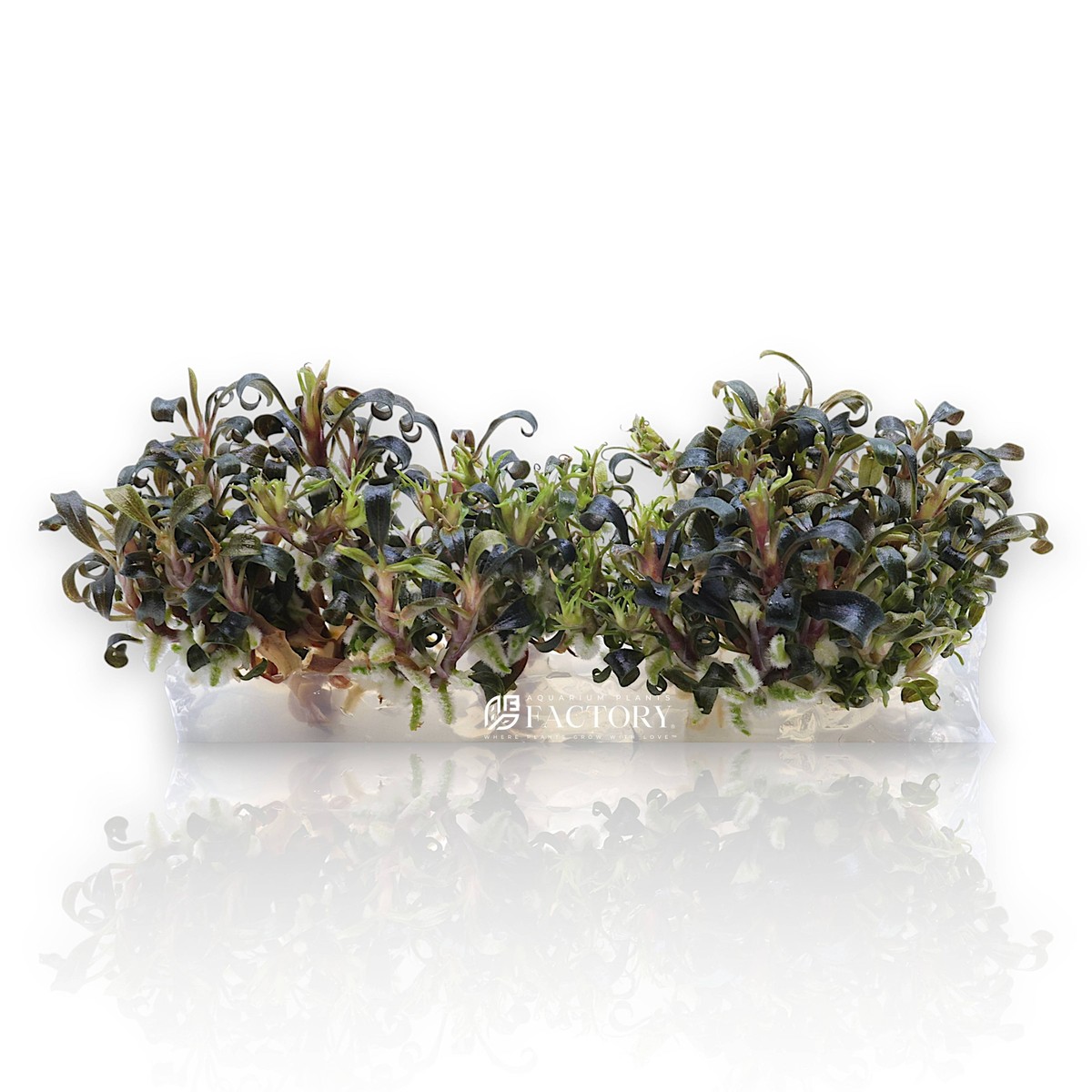 Bucephalandra Kedagang Japan Vitro Culture | eBay