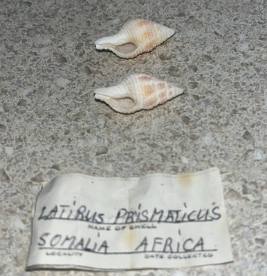 H571~ Private Collection- Latirus Prysmaticus Snail Shell Seashell Tulip Spindle